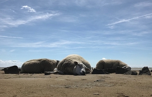 Zeeschapen vastleggen met smartphone fotografie