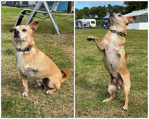 Chihuahua op drie pootjes