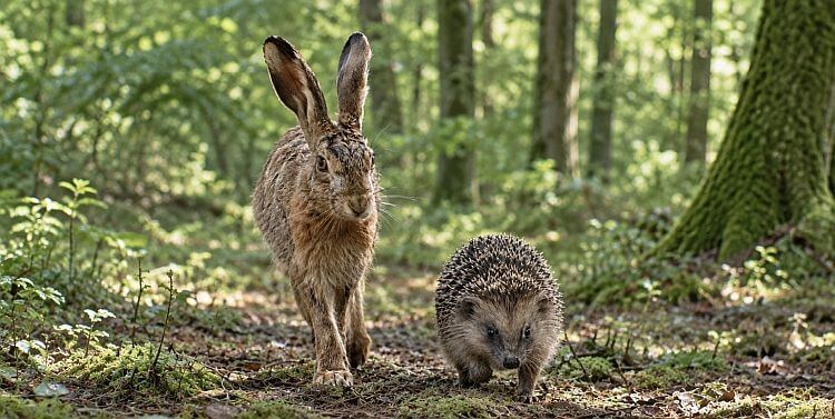 Een haas en een egel wandelen gebroederlijk door het bos